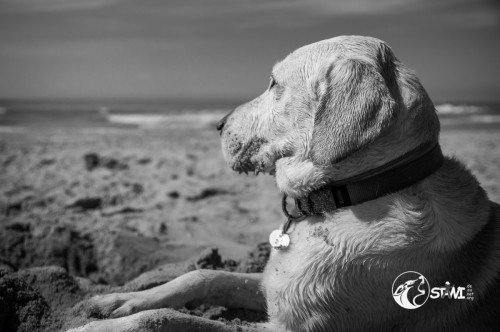 Beach Boy