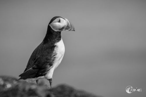 Puffin auf Grimsey