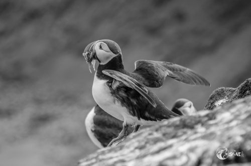 Puffin auf Grimsey